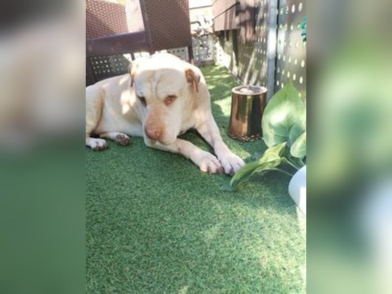 Chester muss unverschuldet sein Zuhause verlassen