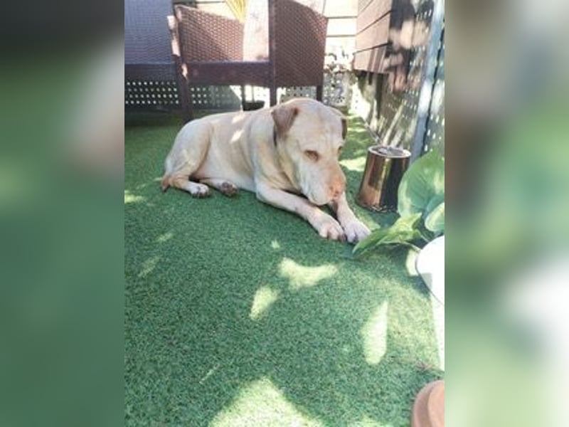 Chester muss unverschuldet sein Zuhause verlassen