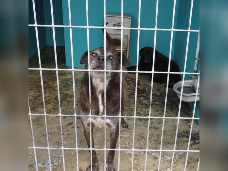 liebevoller Mischlingsrüde aufgrund seiner Optik immer übersehen