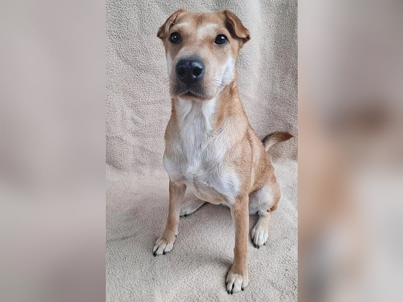 ❤️❤️❤️ kleine Schmuseprinzessin SURI - 3 Jahre, 42cm/9kg - Mix mit Shar Pei