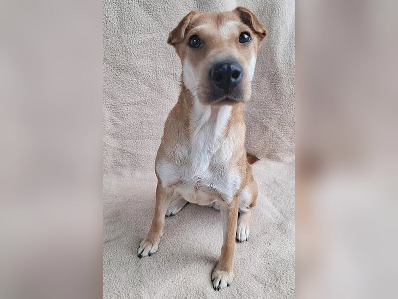 ❤️❤️❤️ kleine Schmuseprinzessin SURI - 3 Jahre, 42cm/9kg - Mix mit Shar Pei
