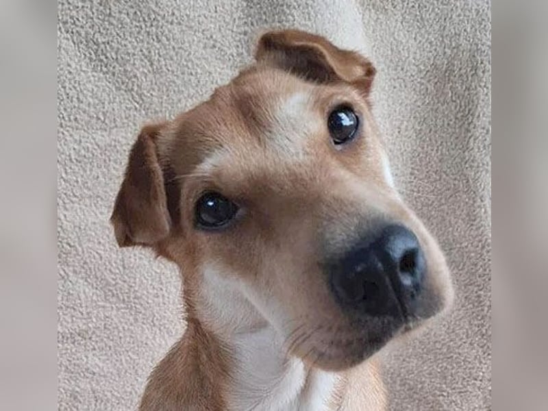 ❤️❤️❤️ kleine Schmuseprinzessin SURI - 3 Jahre, 42cm/9kg - Mix mit Shar Pei