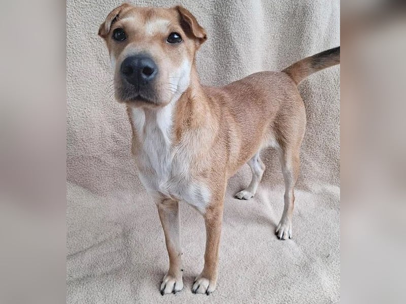 ❤️❤️❤️ kleine Schmuseprinzessin SURI - 3 Jahre, 42cm/9kg - Mix mit Shar Pei