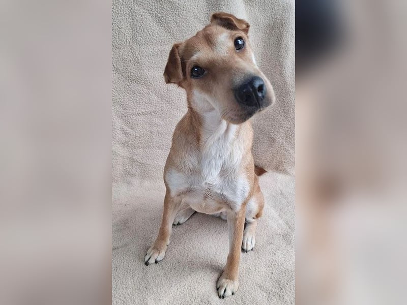 ❤️❤️❤️ kleine Schmuseprinzessin SURI - 3 Jahre, 42cm/9kg - Mix mit Shar Pei