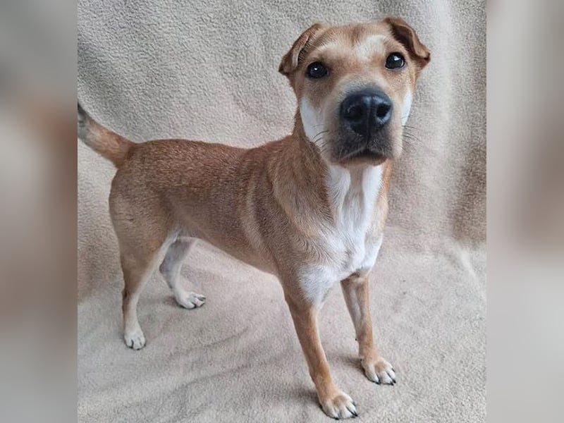 ❤️❤️❤️ kleine Schmuseprinzessin SURI - 3 Jahre, 42cm/9kg - Mix mit Shar Pei