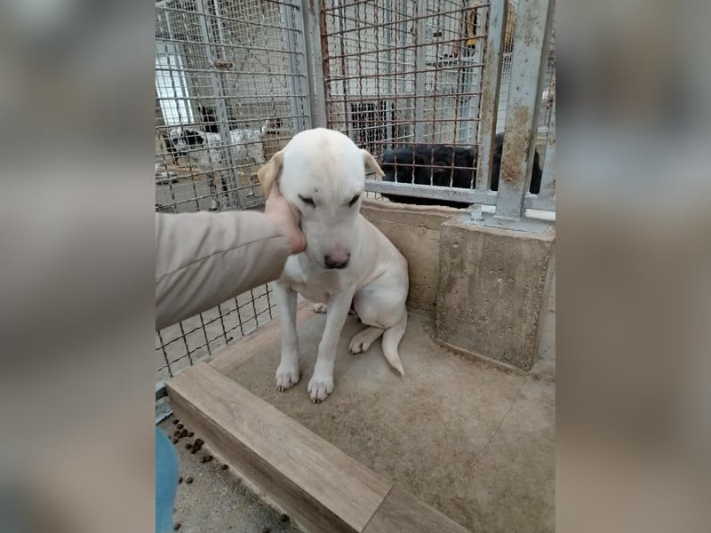 Oliva ruhige Labrador Shar Pei Mischling Hündin sucht Zuhause oder Pflegestelle