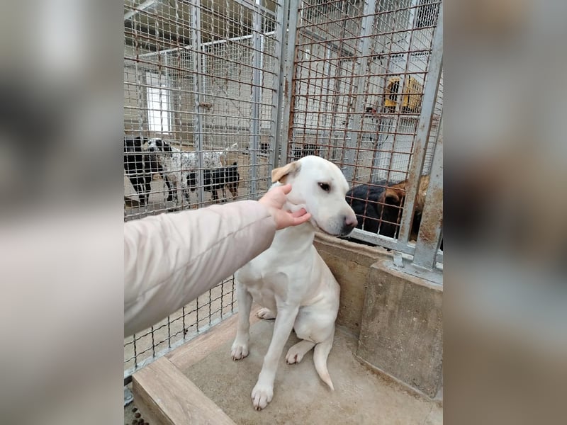 Oliva ruhige Labrador Shar Pei Mischling Hündin sucht Zuhause oder Pflegestelle