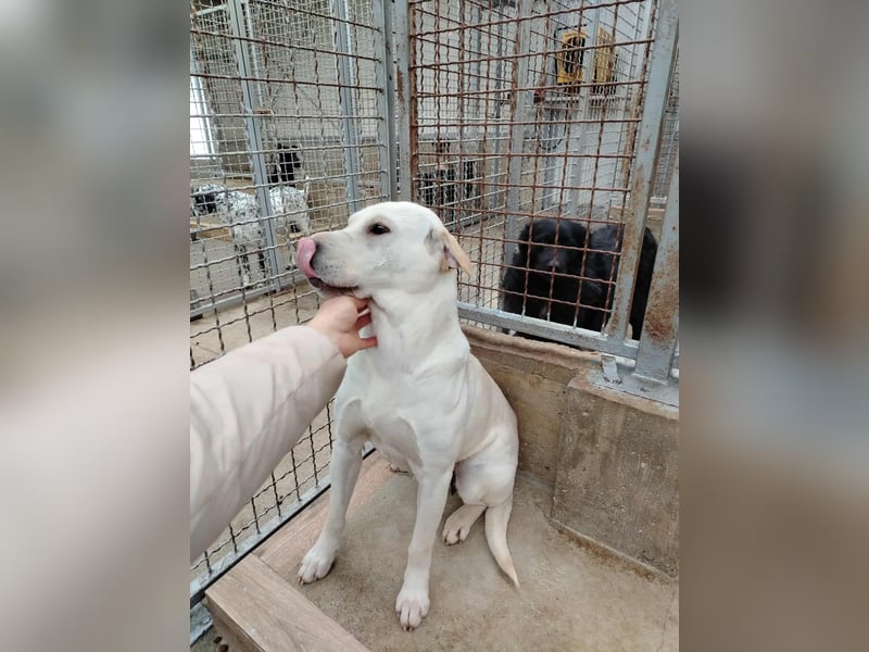 Oliva ruhige Labrador Shar Pei Mischling Hündin sucht Zuhause oder Pflegestelle