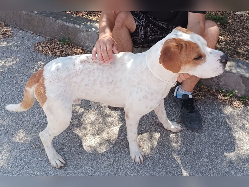lieber Shar Pei Mischlings Rüde Lexi sucht ein Zuhause oder Pflegestelle