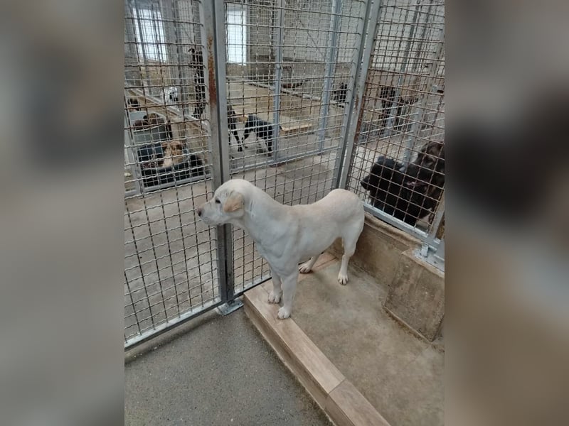 Oliva ruhige Labrador Shar Pei Mischling Hündin sucht Zuhause oder Pflegestelle