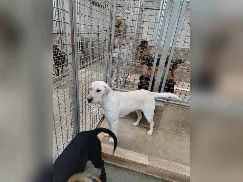 Oliva ruhige Labrador Shar Pei Mischling Hündin sucht Zuhause oder Pflegestelle