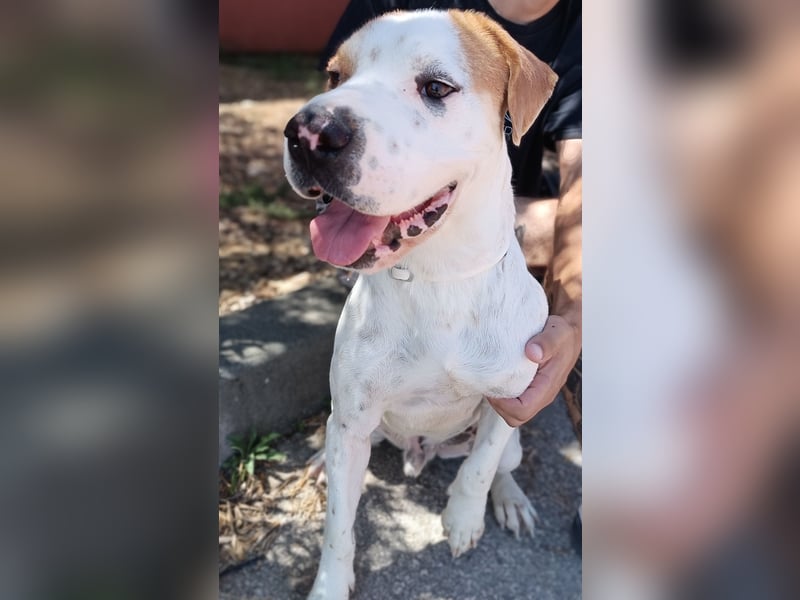 lieber Shar Pei Mischlings Rüde Lexi sucht ein Zuhause oder Pflegestelle