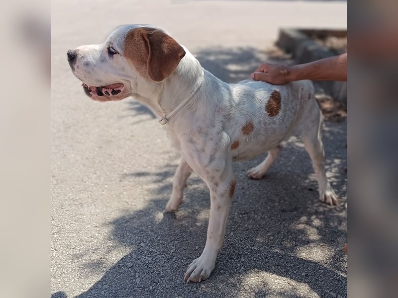 lieber Shar Pei Mischlings Rüde Lexi sucht ein Zuhause oder Pflegestelle