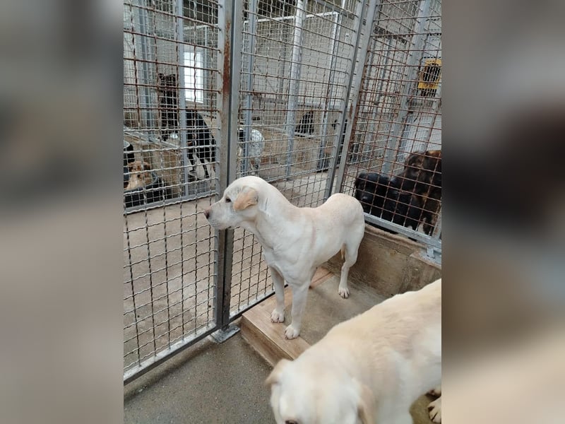 Oliva ruhige Labrador Shar Pei Mischling Hündin sucht Zuhause oder Pflegestelle