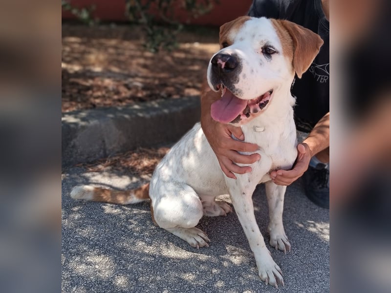 lieber Shar Pei Mischlings Rüde Lexi sucht ein Zuhause oder Pflegestelle