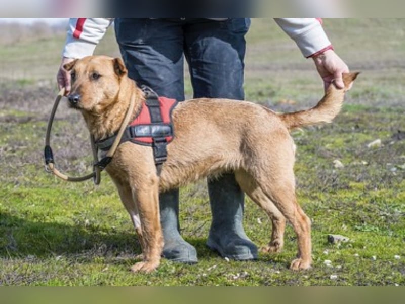 BARACK (SI) – freundliche Shar-Pei-Mix-Hündin mit traumhaftem Charakter