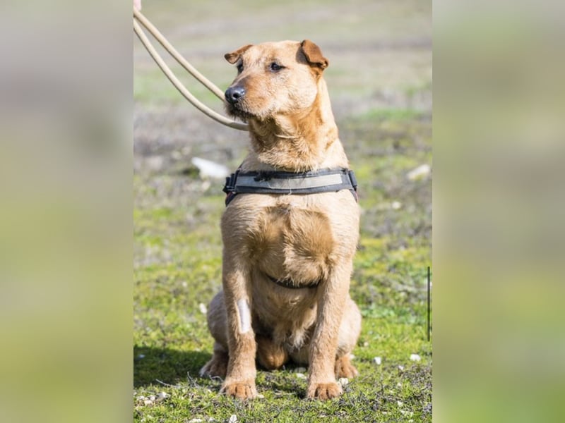 BARACK (SI) – freundliche Shar-Pei-Mix-Hündin mit traumhaftem Charakter