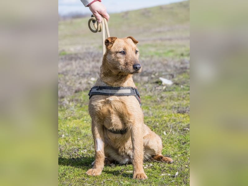 BARACK (SI) – freundliche Shar-Pei-Mix-Hündin mit traumhaftem Charakter