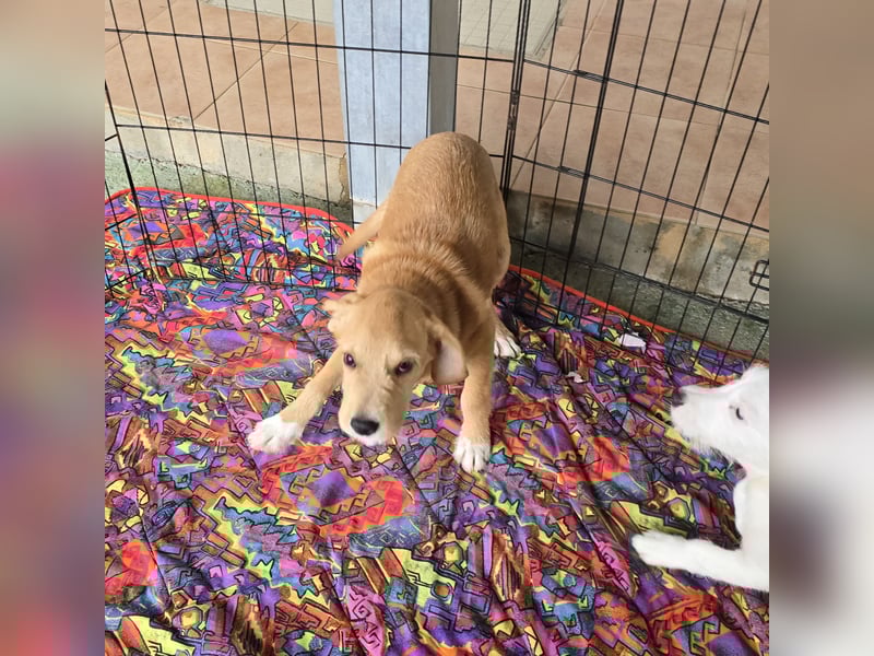 Giovanni: verspielter Lausbub