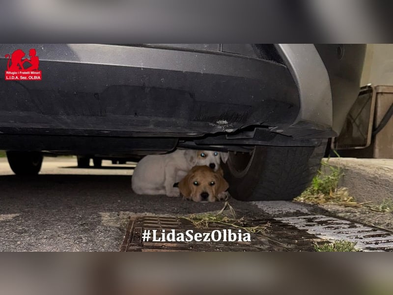 Giovanni: verspielter Lausbub