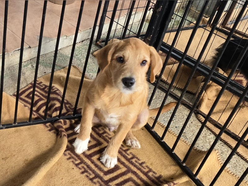 Giovanni: verspielter Lausbub