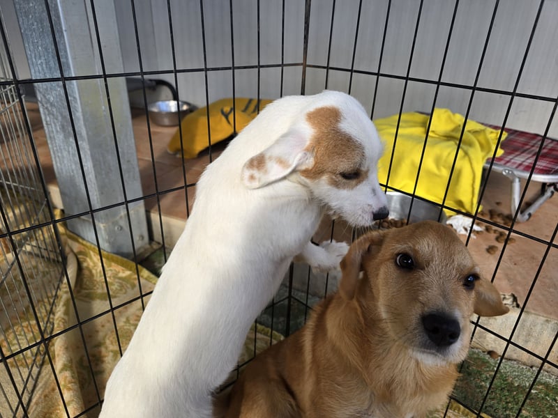 Giovanni: verspielter Lausbub