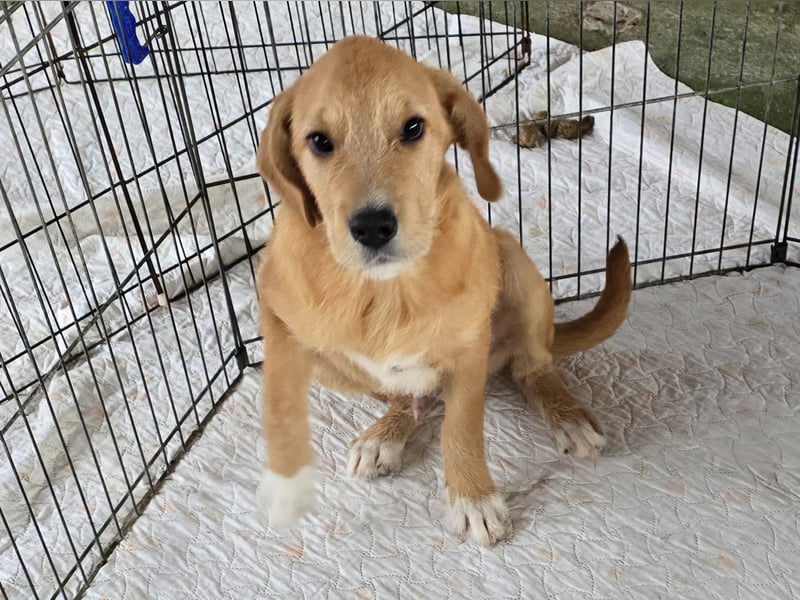 Giovanni: verspielter Lausbub