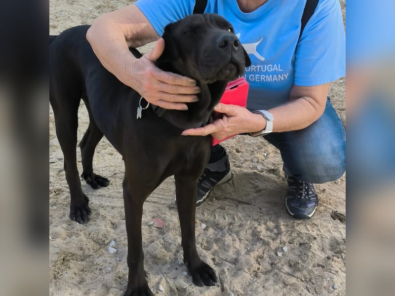 Super LIEB und Wunderschön ❤️ Jooma - sucht ein Körbchen in Deutschland