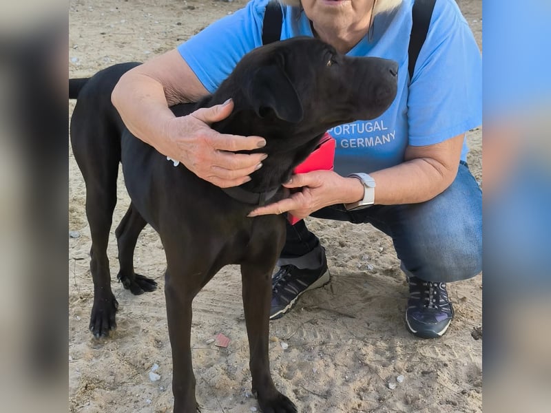 Super LIEB und Wunderschön ❤️ Jooma - sucht ein Körbchen in Deutschland