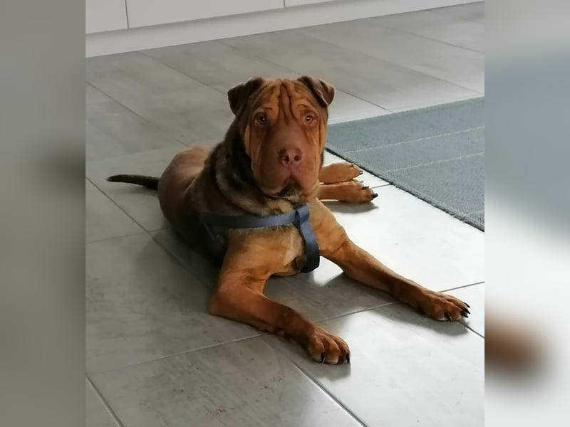 Bazsi, freundlicher Shar Pei Mischling geb. 2023