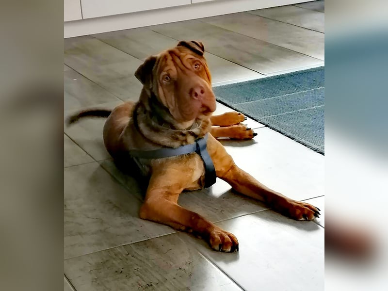 Bazsi, freundlicher Shar Pei Mischling geb. 2023