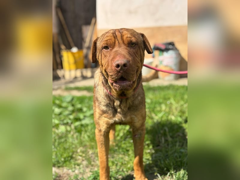 Bazsi, freundlicher Shar Pei Mischling geb. 2023