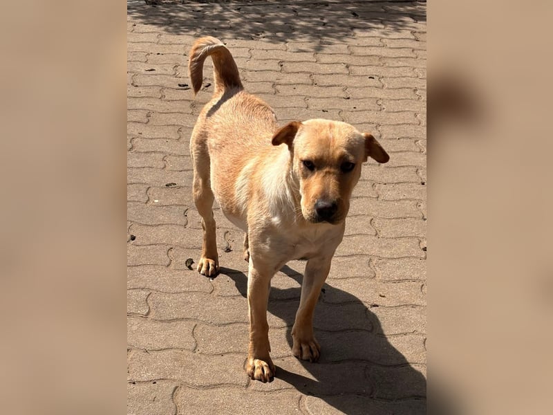 Missi aktive offene Shar Pei Mischlingshündin