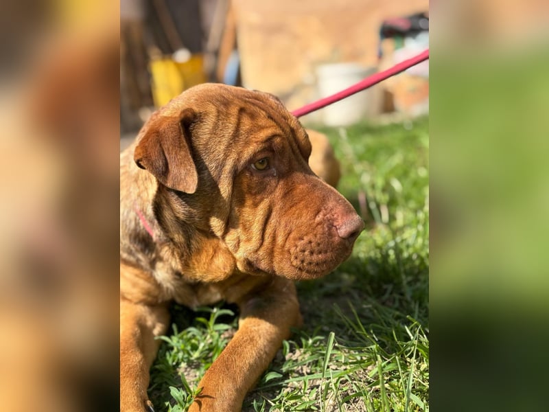 Bazsi, freundlicher Shar Pei Mischling geb. 2023