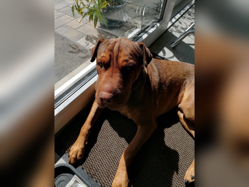 Bazsi, freundlicher Shar Pei Mischling geb. 05/2023
