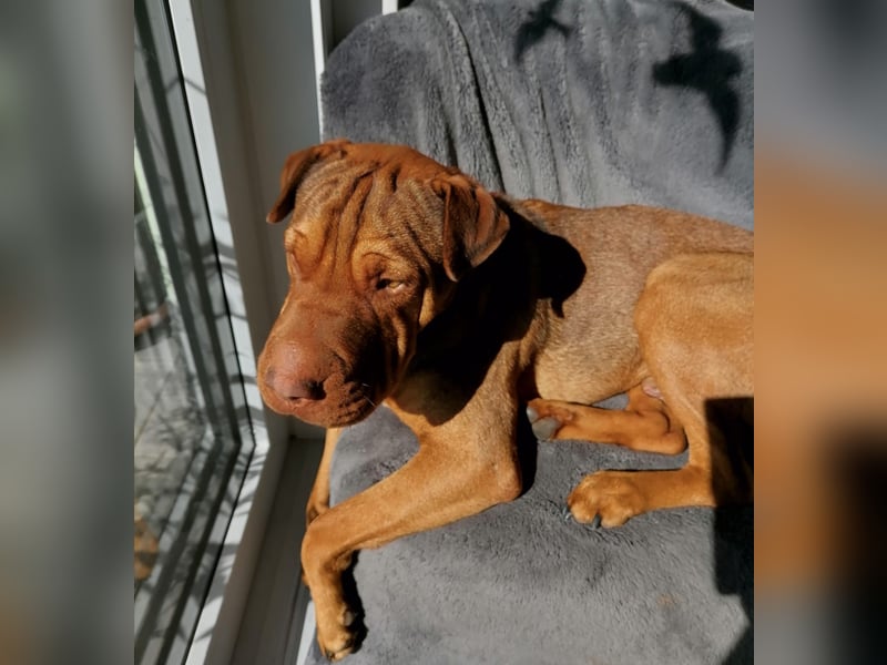 Bazsi, freundlicher Shar Pei Mischling geb. 05/2023