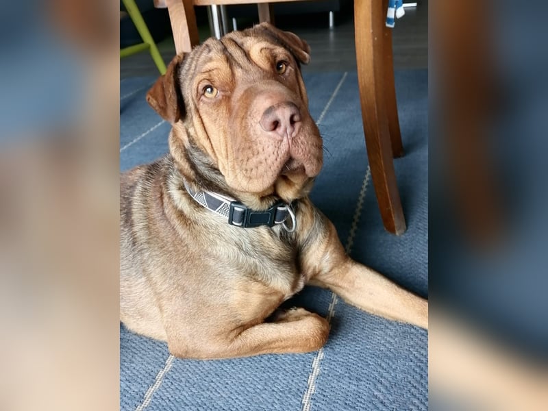 Bazsi, freundlicher Shar Pei Mischling geb. 05/2023