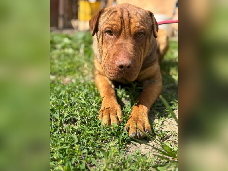 Bazsi, freundlicher Shar Pei Mischling geb. 2023