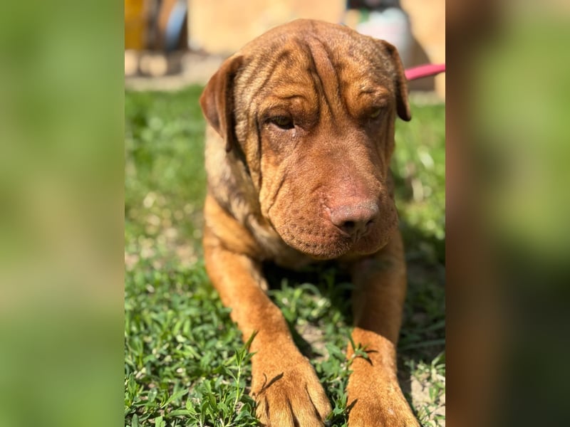 Bazsi, freundlicher Shar Pei Mischling geb. 2023