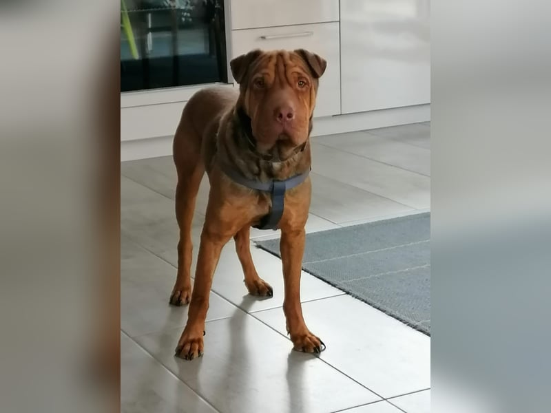 Bazsi, freundlicher Shar Pei Mischling geb. 2023