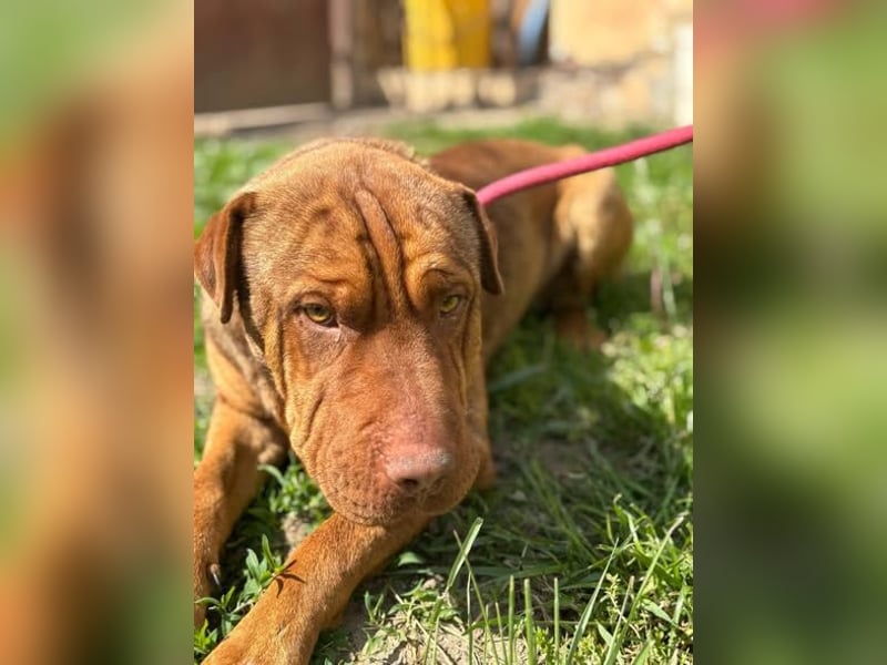 Bazsi, freundlicher Shar Pei Mischling geb. 2023