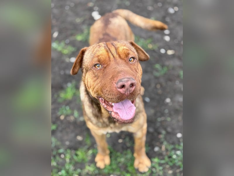 Bazsi, freundlicher Shar Pei Mischling geb. 2023