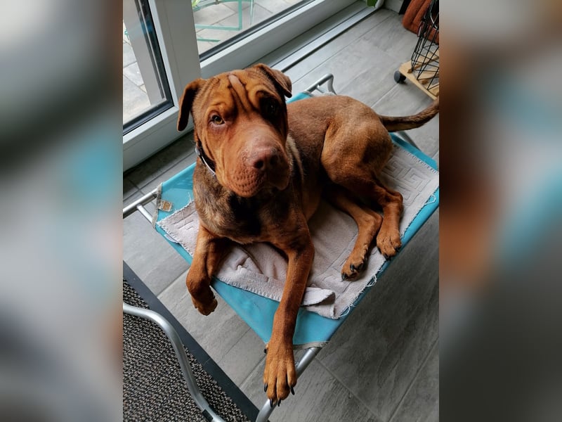 Bazsi, freundlicher Shar Pei Mischling geb. 2023