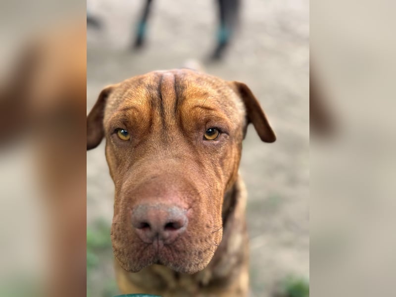 Bazsi, freundlicher Shar Pei Mischling geb. 2023