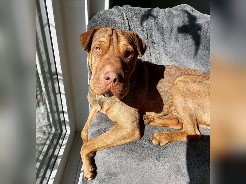 Bazsi, freundlicher Shar Pei Mischling geb. 05/2023