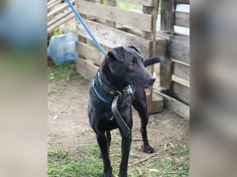 Szurok VA - katzenverträglich, verspielt