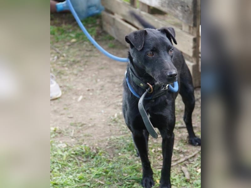 Szurok VA - katzenverträglich, verspielt