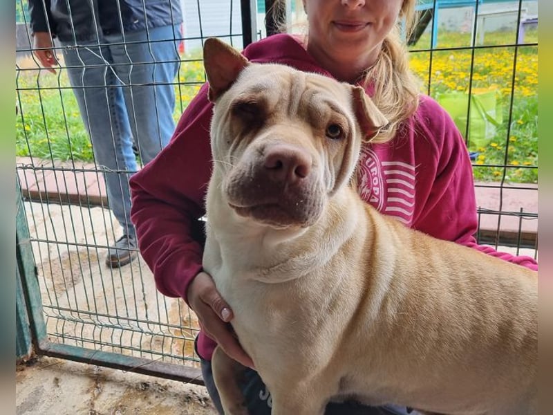 ♥KEIKO♥ unglaublich verschmuste, liebevolle Hündin 49 cm