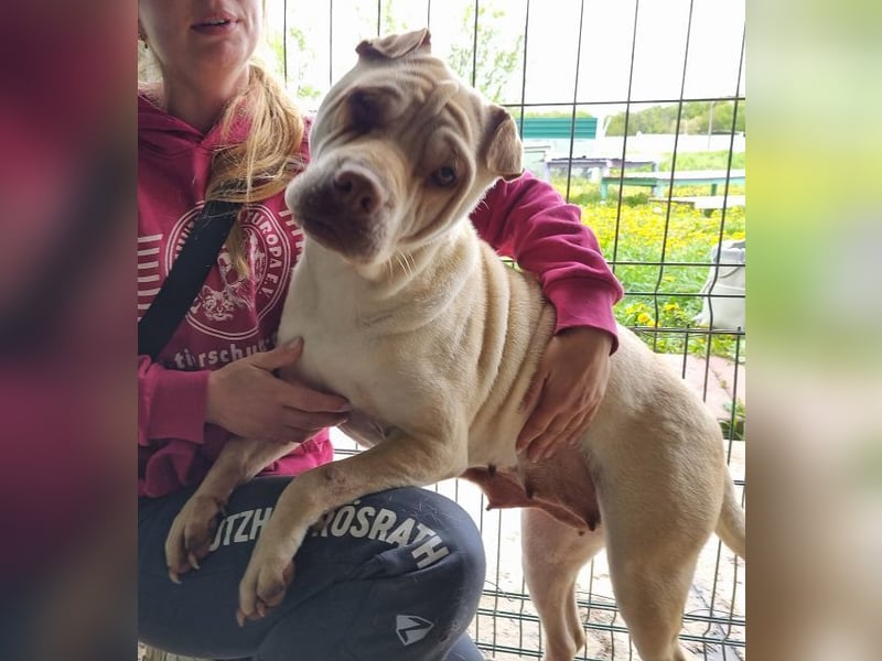 ♥KEIKO♥ unglaublich verschmuste, liebevolle Hündin 49 cm