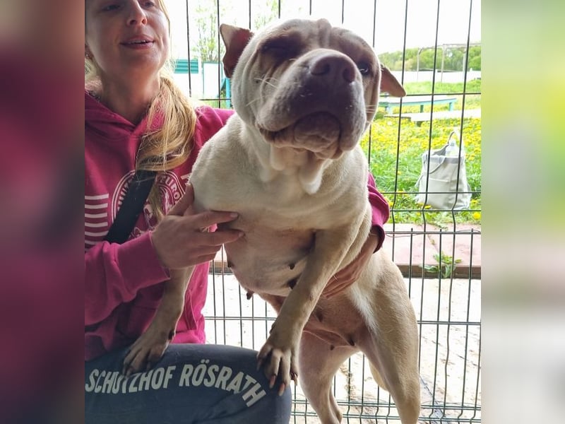 ♥KEIKO♥ unglaublich verschmuste, liebevolle Hündin 49 cm